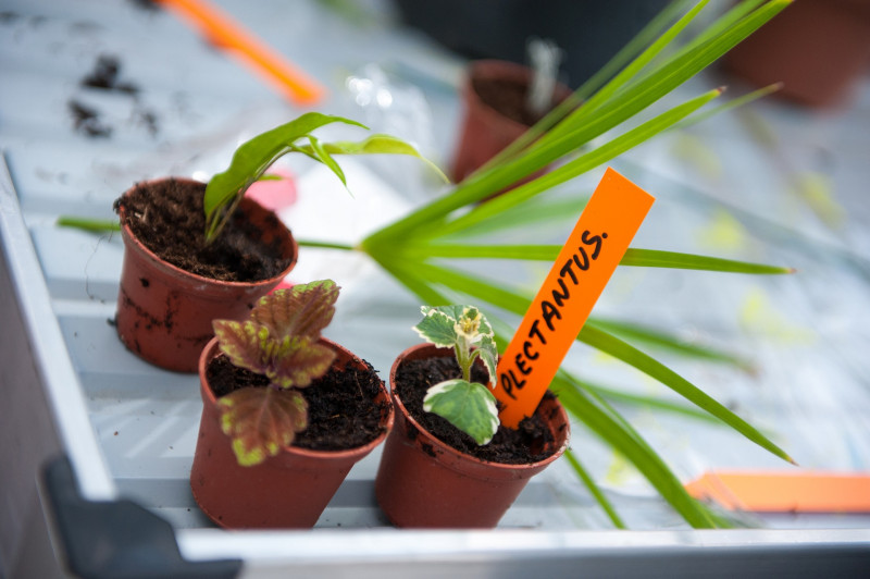 Atelier Apprendre à reconnaître et à récolter les graines_Annecy